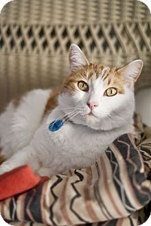 Domestic Shorthair Cat for Sale in Grand Rapids, Michigan - Wayne Domestic Shorthair Cat for Sale in Grand Rapids, Michigan - Wayne