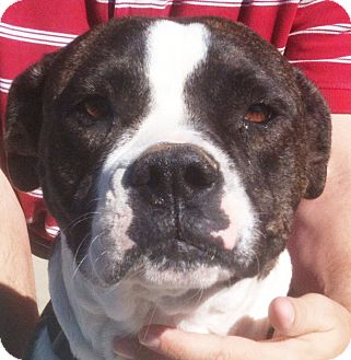 Boxer Mix Dog for Sale in Tucson, Arizona - Chanell Boxer Mix Dog for Sale in Tucson, Arizona - Chanell