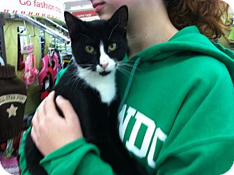 Domestic Shorthair Cat for Sale in Riverhead, New York - Leo Domestic Shorthair Cat for Sale in Riverhead, New York - Leo