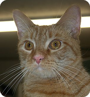 Domestic Shorthair Cat for Sale in Plainville, Massachusetts - Hitch Domestic Shorthair Cat for Sale in Plainville, Massachusetts - Hitch