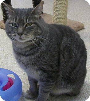 Domestic Shorthair Cat for Sale in Grants Pass, Oregon - Louie Strong Domestic Shorthair Cat for Sale in Grants Pass, Oregon - Louie Strong