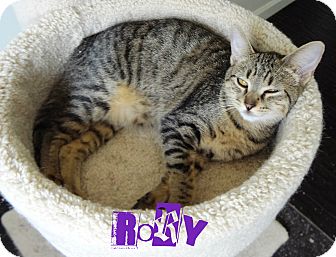 Domestic Shorthair Kitten for Sale in Simi Valley, California - Rory Domestic Shorthair Kitten for Sale in Simi Valley, California - Rory