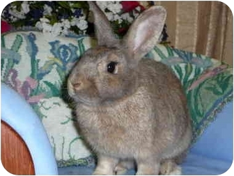 Other/Unknown Mix for Sale in Newport, Delaware - Paulie Other/Unknown Mix for Sale in Newport, Delaware - Paulie