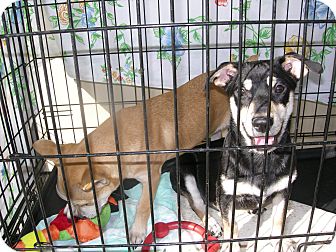 Terrier (Unknown Type, Small)/Dachshund Mix Puppy for Sale in Las Vegas, Nevada - Cloude Terrier (Unknown Type, Small)/Dachshund Mix Puppy for Sale in Las Vegas, Nevada - Cloude
