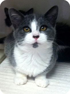 Domestic Shorthair Kitten for Sale in Red Bluff, California - Angelina Domestic Shorthair Kitten for Sale in Red Bluff, California - Angelina