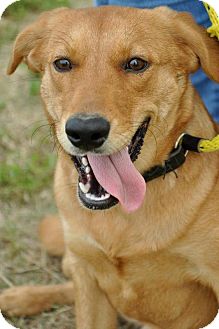 Labrador Retriever/Golden Retriever Mix Puppy for Sale in Glastonbury, Connecticut - Missy~adopted~ Labrador Retriever/Golden Retriever Mix Puppy for Sale in Glastonbury, Connecticut - Missy~adopted~