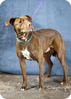 Retriever (Unknown Type)/American Pit Bull Terrier Mix Dog for Sale in Westminster, Colorado - Genie Retriever (Unknown Type)/American Pit Bull Terrier Mix Dog for Sale in Westminster, Colorado - Genie