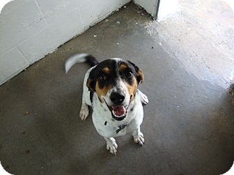 Beagle Mix Dog for Sale in Winter Haven, Florida - Dottie Beagle Mix Dog for Sale in Winter Haven, Florida - Dottie