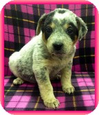 Australian Cattle Dog Mix Puppy for Sale in Allentown, Pennsylvania - Stormy Australian Cattle Dog Mix Puppy for Sale in Allentown, Pennsylvania - Stormy