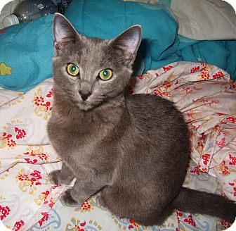Russian Blue Kitten for Sale in Simi Valley, California - Anastasia Russian Blue Kitten for Sale in Simi Valley, California - Anastasia