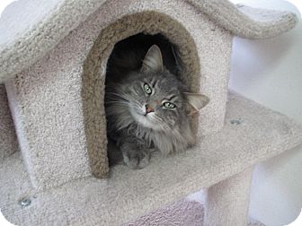 Maine Coon Cat for Sale in Hamilton, Montana - Chantilly Maine Coon Cat for Sale in Hamilton, Montana - Chantilly
