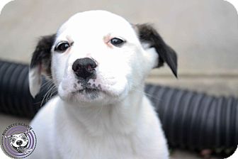American Pit Bull Terrier/Labrador Retriever Mix Puppy for Sale in Atlanta, Georgia - Shakira American Pit Bull Terrier/Labrador Retriever Mix Puppy for Sale in Atlanta, Georgia - Shakira