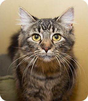 Maine Coon Cat for Sale in Irvine, California - Cosette Maine Coon Cat for Sale in Irvine, California - Cosette