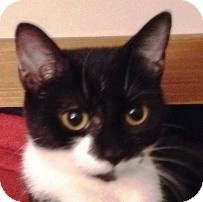 Domestic Shorthair Cat for Sale in Albany, New York - Tammy Domestic Shorthair Cat for Sale in Albany, New York - Tammy