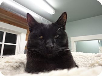Domestic Shorthair Cat for Sale in Bainbridge Island, Washington - Chet Domestic Shorthair Cat for Sale in Bainbridge Island, Washington - Chet