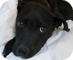 Doberman Pinscher Mix Puppy for Sale in Thousand Oaks, California - Oliver Doberman Pinscher Mix Puppy for Sale in Thousand Oaks, California - Oliver