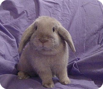 Lop-Eared Mix for Sale in Garland, Texas - Scooter Lop-Eared Mix for Sale in Garland, Texas - Scooter
