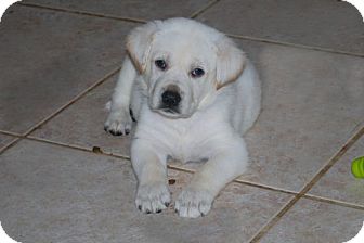 Labrador Retriever/German Shepherd Dog Mix Puppy for Sale in Minneola, Florida - Bailey Labrador Retriever/German Shepherd Dog Mix Puppy for Sale in Minneola, Florida - Bailey