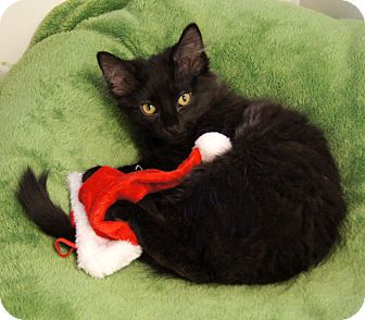 Maine Coon Kitten for Sale in Colorado Springs, Colorado - McGee Maine Coon Kitten for Sale in Colorado Springs, Colorado - McGee