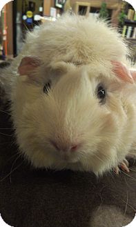 Guinea Pig for Sale in Pittsburgh, Pennsylvania - Blanche Guinea Pig for Sale in Pittsburgh, Pennsylvania - Blanche