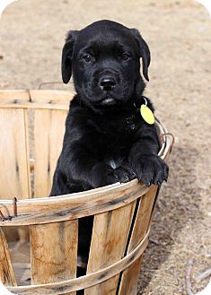 Labrador Retriever/Newfoundland Mix Puppy for Sale in Westminster, Colorado - Orlando Labrador Retriever/Newfoundland Mix Puppy for Sale in Westminster, Colorado - Orlando