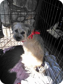 Pug/Poodle (Miniature) Mix Dog for Sale in Scottsdale, Arizona - Cole Pug/Poodle (Miniature) Mix Dog for Sale in Scottsdale, Arizona - Cole