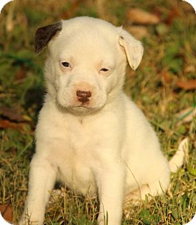 Boxer/Dalmatian Mix Puppy for Sale in Washington, D.C. - Amy Boxer/Dalmatian Mix Puppy for Sale in Washington, D.C. - Amy