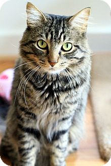 Domestic Mediumhair Cat for Sale in Gaithersburg, Maryland - Howard Hughes Domestic Mediumhair Cat for Sale in Gaithersburg, Maryland - Howard Hughes
