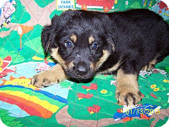 Australian Cattle Dog/German Shepherd Dog Mix Puppy for Sale in Sherman, Connecticut - Toby Betty's Dog Australian Cattle Dog/German Shepherd Dog Mix Puppy for Sale in Sherman, Connecticut - Toby Betty's Dog