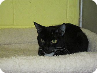 Domestic Shorthair Cat for Sale in Southbury, Connecticut - Ebony Domestic Shorthair Cat for Sale in Southbury, Connecticut - Ebony