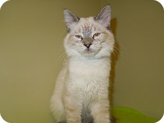 Domestic Mediumhair Cat for Sale in Medina, Ohio - Mason Domestic Mediumhair Cat for Sale in Medina, Ohio - Mason