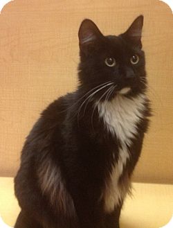 Domestic Shorthair Cat for Sale in Modesto, California - Ari- Domestic Shorthair Cat for Sale in Modesto, California - Ari-
