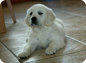 Golden Retriever/Great Pyrenees Mix Puppy for Sale in La Mirada, California - Neo Golden Retriever/Great Pyrenees Mix Puppy for Sale in La Mirada, California - Neo