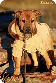 Shepherd (Unknown Type) Mix Puppy for Sale in Wilmington, Delaware - Boomer Shepherd (Unknown Type) Mix Puppy for Sale in Wilmington, Delaware - Boomer