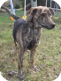 Plott Hound Dog for Sale in Brattleboro, Vermont - Apollo (Urgent) $200 adopt.fee Plott Hound Dog for Sale in Brattleboro, Vermont - Apollo (Urgent) $200 adopt.fee