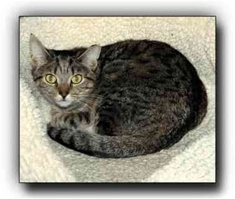 Domestic Shorthair Cat for Sale in Howell, Michigan - Ryan Domestic Shorthair Cat for Sale in Howell, Michigan - Ryan