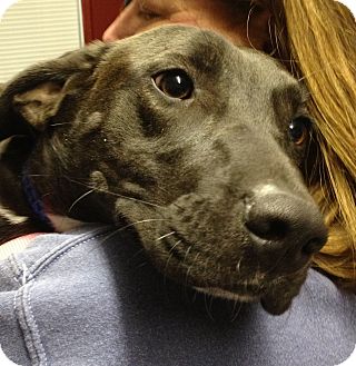Labrador Retriever Mix Dog for Sale in Richmond, Virginia - Bonnie Labrador Retriever Mix Dog for Sale in Richmond, Virginia - Bonnie