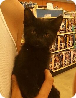 Domestic Shorthair Kitten for Sale in Troy, Ohio - Mo Domestic Shorthair Kitten for Sale in Troy, Ohio - Mo