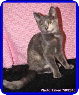 Domestic Shorthair Kitten for Sale in Orlando, Florida - Shanti Domestic Shorthair Kitten for Sale in Orlando, Florida - Shanti