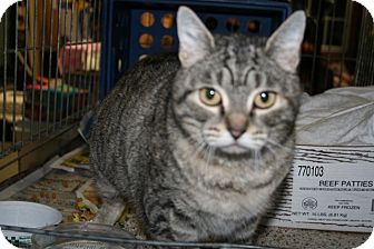 American Shorthair Cat for Sale in Spring Valley, New York - Beatrice American Shorthair Cat for Sale in Spring Valley, New York - Beatrice
