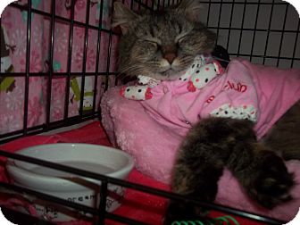 Maine Coon Cat for Sale in Whitestone, New York - FLUFFY Maine Coon Cat for Sale in Whitestone, New York - FLUFFY