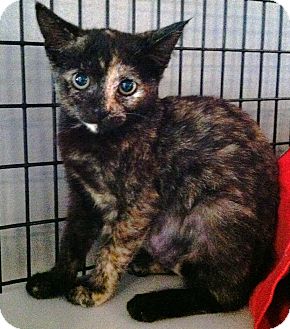 Domestic Shorthair Kitten for Sale in Deerfield Beach, Florida - Pip Domestic Shorthair Kitten for Sale in Deerfield Beach, Florida - Pip