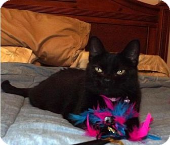 Domestic Shorthair Cat for Sale in Monroe, North Carolina - Lady Bug Domestic Shorthair Cat for Sale in Monroe, North Carolina - Lady Bug