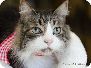 Domestic Mediumhair Cat for Sale in Sacramento, California - Andre Domestic Mediumhair Cat for Sale in Sacramento, California - Andre