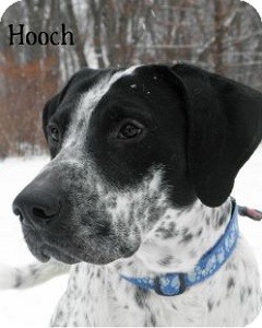 Pointer Mix Dog for Sale in Warren, Pennsylvania - Hooch Pointer Mix Dog for Sale in Warren, Pennsylvania - Hooch