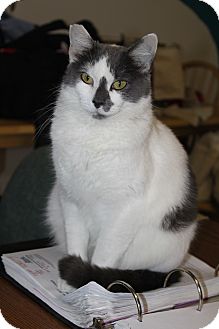 Domestic Shorthair Cat for Sale in North Branford, Connecticut - Ivy Domestic Shorthair Cat for Sale in North Branford, Connecticut - Ivy