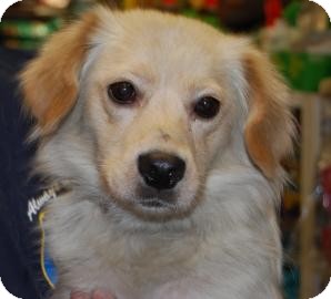 Spaniel (Unknown Type) Mix Dog for Sale in Brooklyn, New York - Honey Spaniel (Unknown Type) Mix Dog for Sale in Brooklyn, New York - Honey