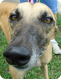 Greyhound Dog for Sale in Longwood, Florida - Bebbo Greyhound Dog for Sale in Longwood, Florida - Bebbo
