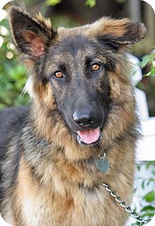 German Shepherd Dog Dog for Sale in Los Angeles, California - Tiger von Badour German Shepherd Dog Dog for Sale in Los Angeles, California - Tiger von Badour