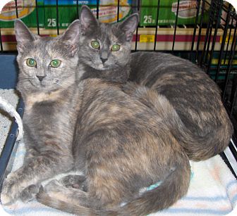 Domestic Shorthair Cat for Sale in Richmond, Virginia - Brie Domestic Shorthair Cat for Sale in Richmond, Virginia - Brie